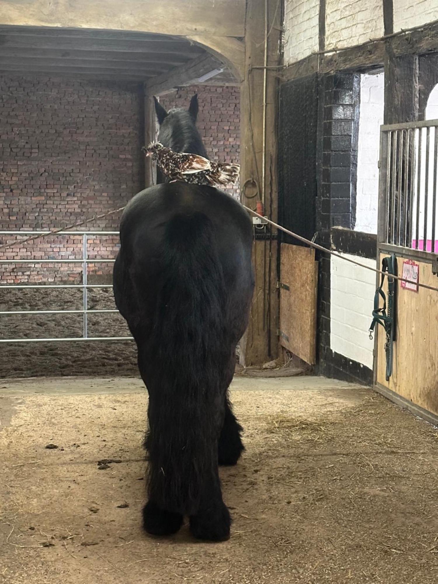 Fewo Im Reit- Und Ponyparadies Roos Halle  Bagian luar foto