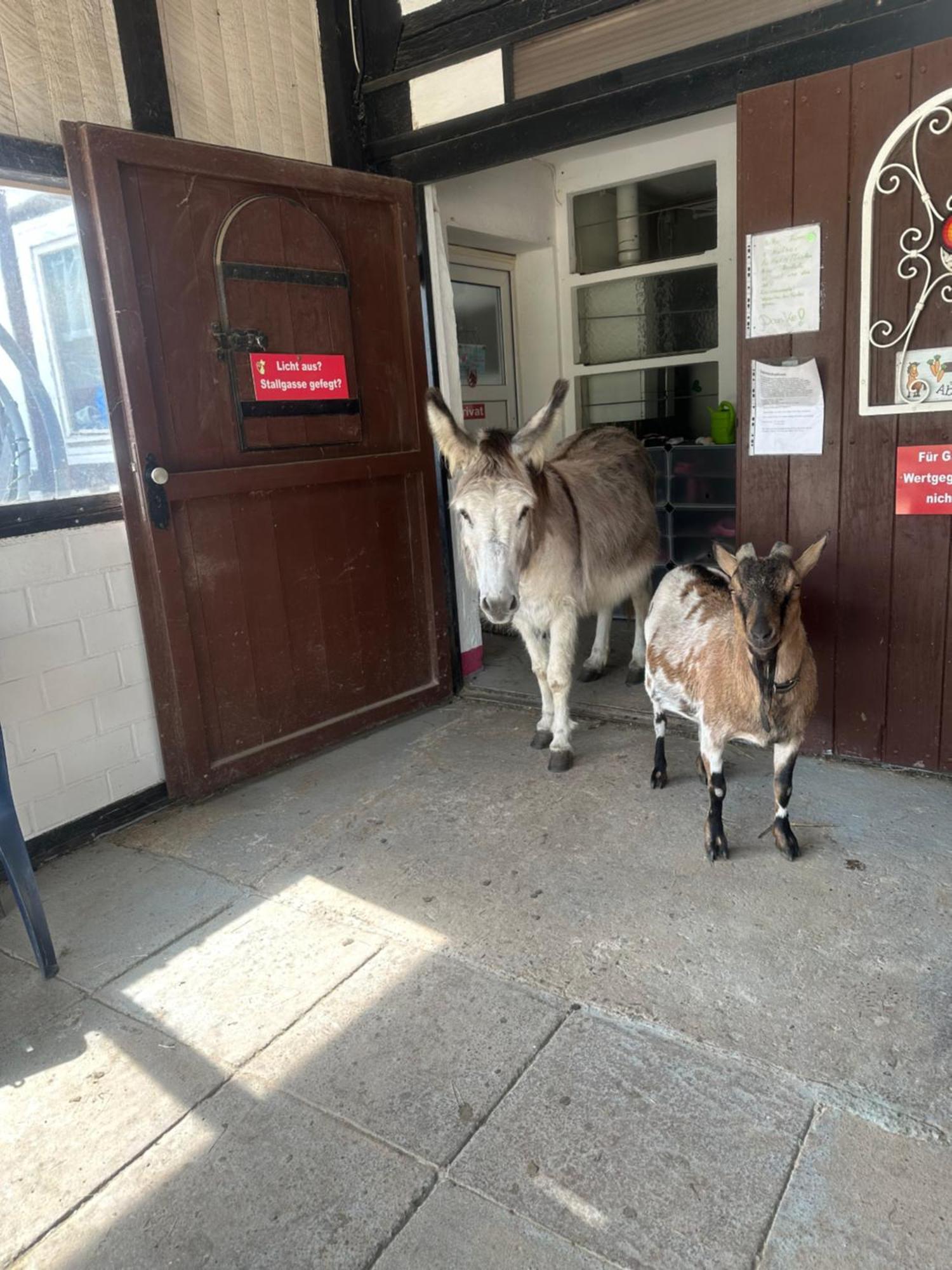 Fewo Im Reit- Und Ponyparadies Roos Halle  Bagian luar foto